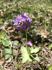 Primula algida