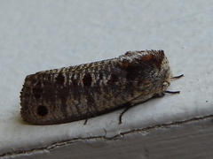 Biocellata alfarae