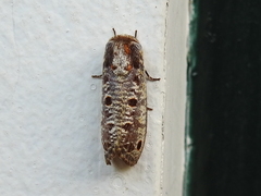 Biocellata alfarae