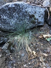 Festuca californica