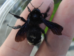 Bombus pullatus