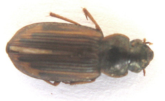 Platymetopus figuratus