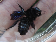 Bombus pullatus