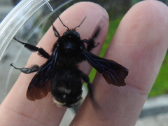Bombus pullatus