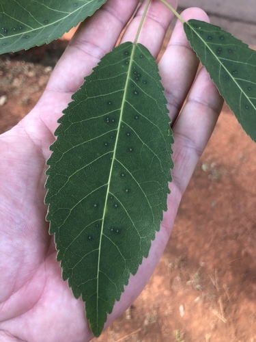 Handroanthus serratifolius (Vahl) S.O.Grose 2