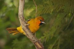 Icterus pustulatus graysonii