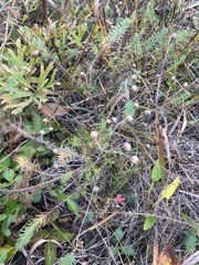Linum amurense