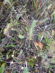 Maria Khoreva, CC BY, iNaturalist via GBIF Linum amurense, photograph Maria Khoreva, CC BY, iNaturalist via GBIF
