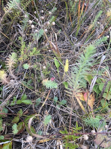 Linum amurense, photograph 2