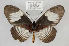 Acraea ducarmei