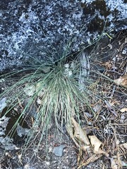 Festuca californica