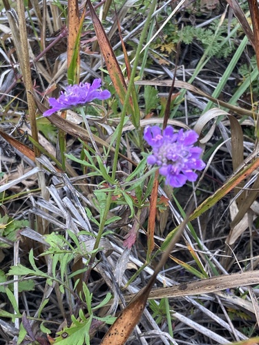 Scabiosa lachnophylla, photograph 1