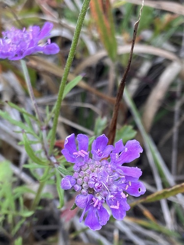 Image of Wooly-Leaf Scabious (Scabiosa lachnophylla) by (c) Maria Khoreva, some rights reserved (CC BY)
