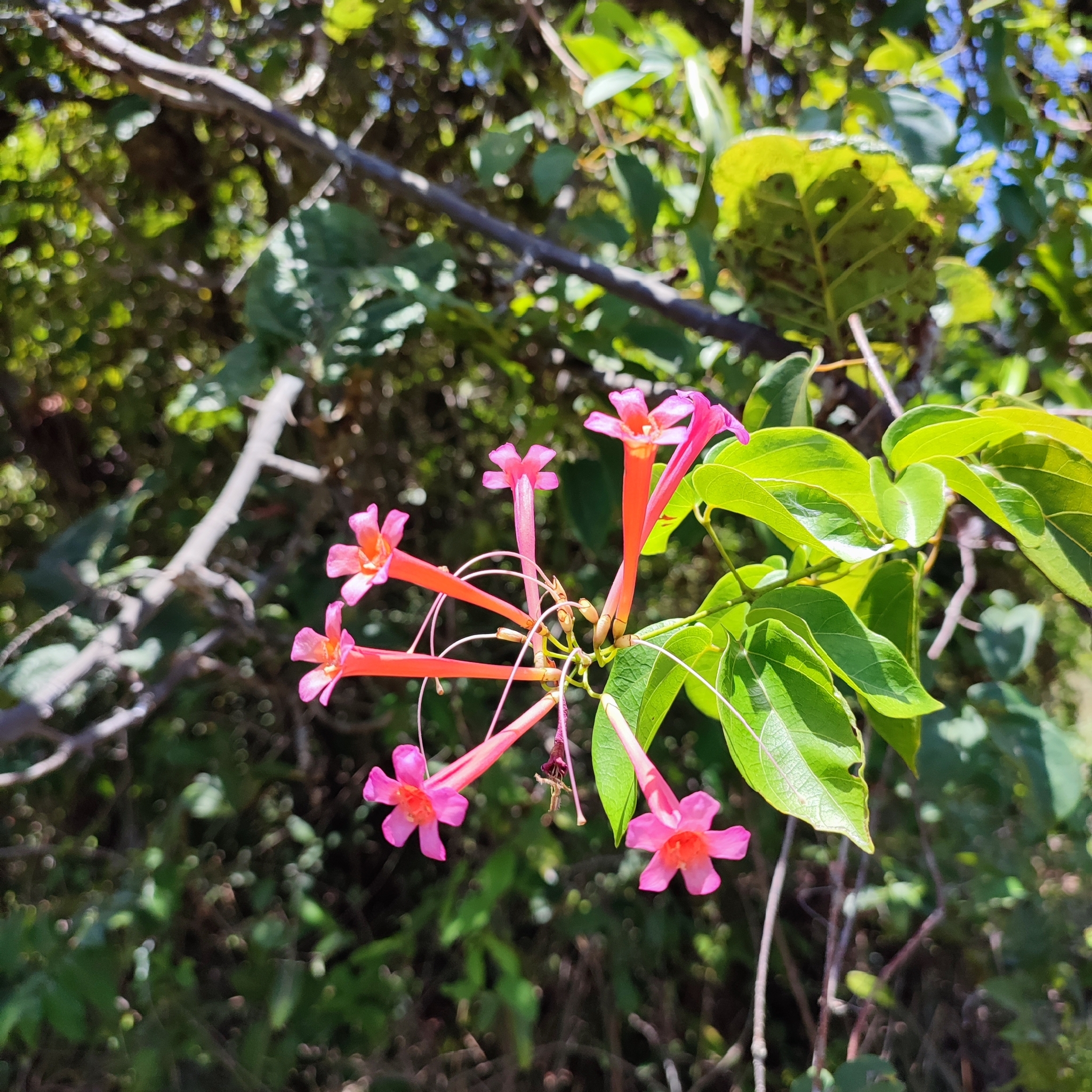 Lundia longa