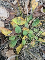Patrinia scabiosifolia