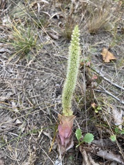 Orostachys malacophylla