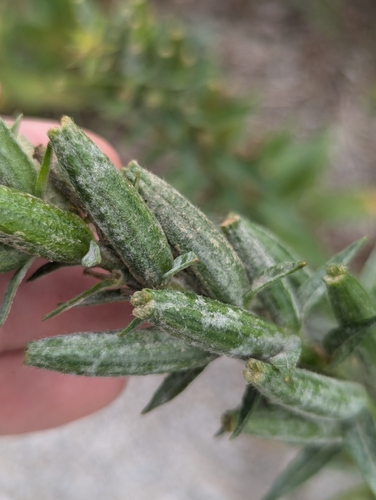 Evening-Primrose Powdery Mildew