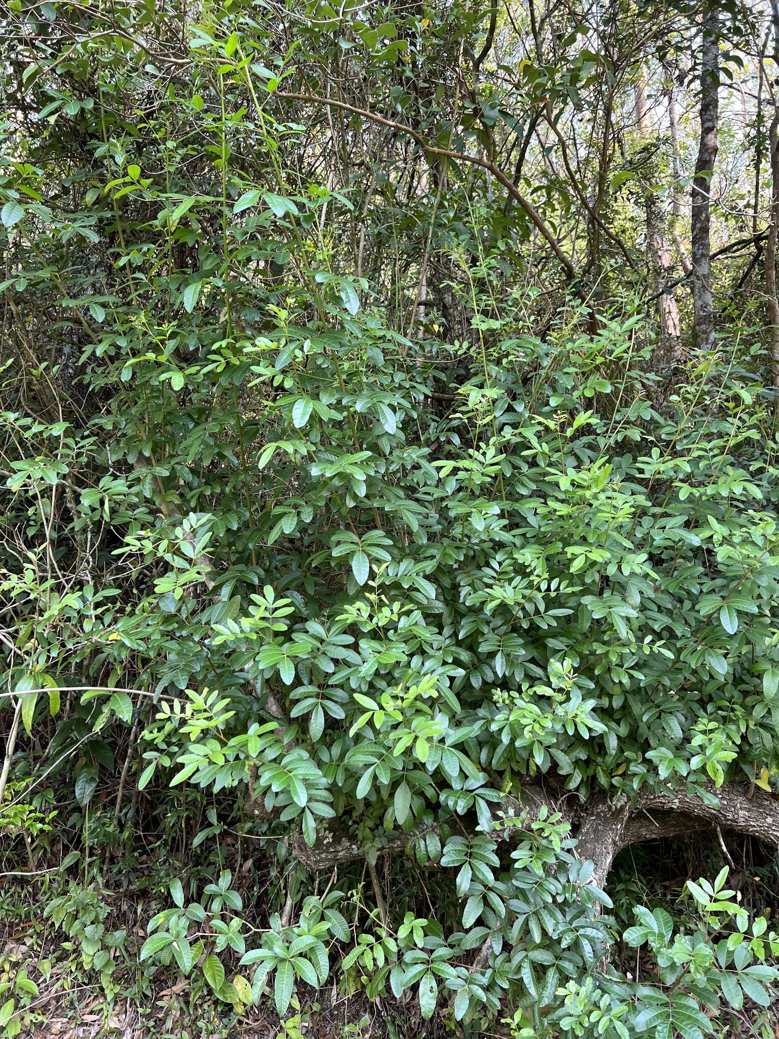 Schinus terebinthifolia