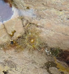Aulactinia