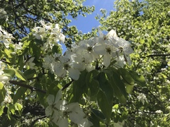Pyrus communis caucasica