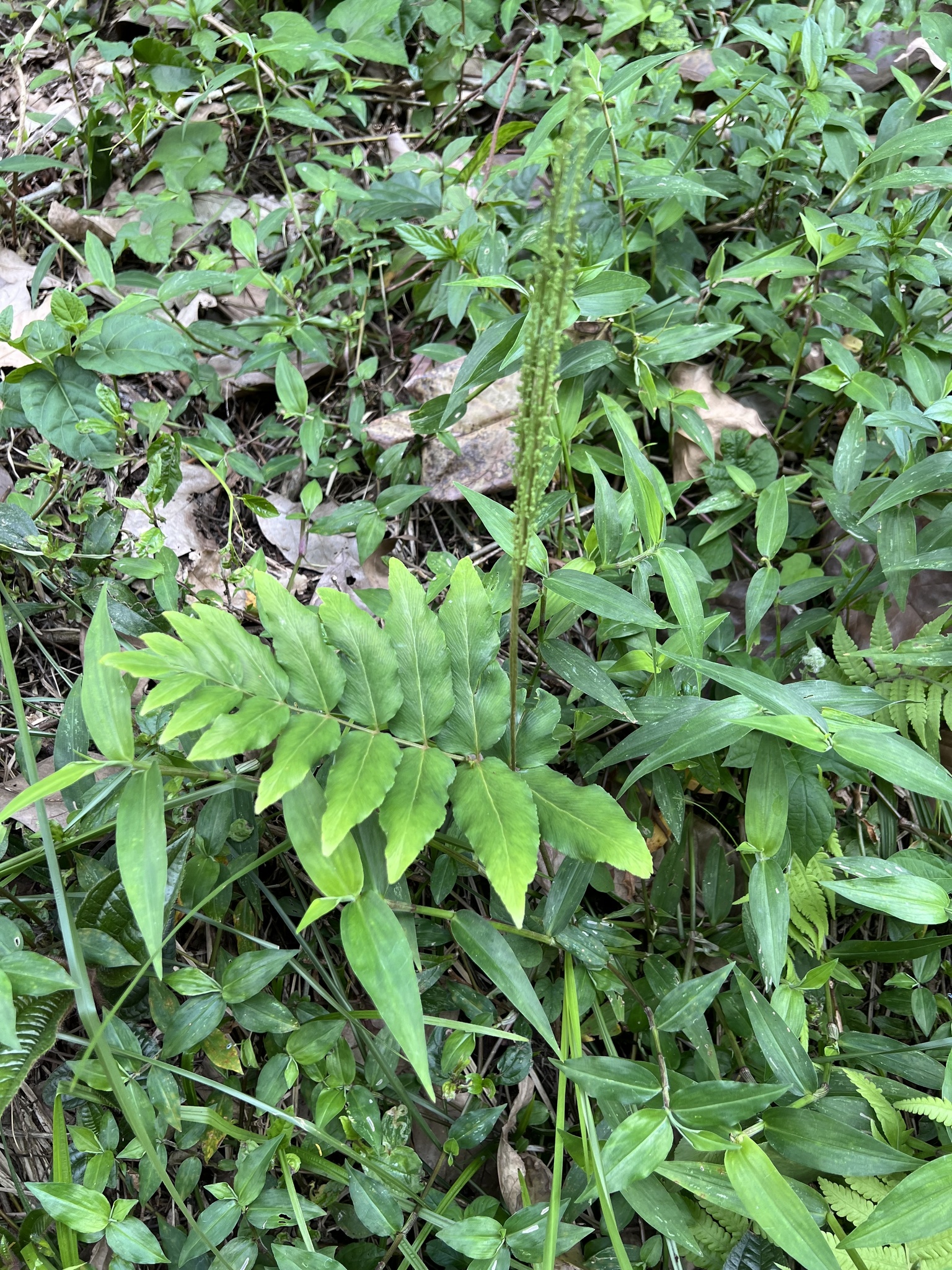 Anemia phyllitidis