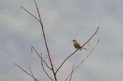 Knipolegus poecilurus
