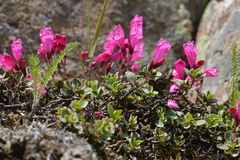 Penstemon rupicola