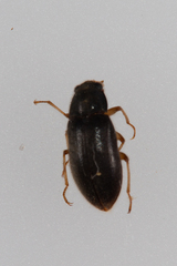 Pelonomus obscurus