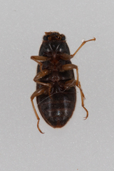 Pelonomus obscurus