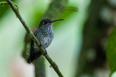 Taphrospilus hypostictus