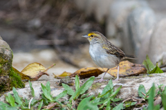 Ammodramus aurifrons