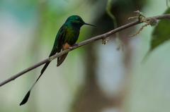 Peruvian Racket-Tail photo 2