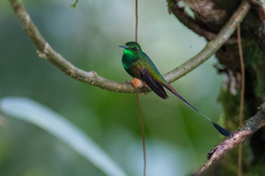 Peruvian Racket-Tail photo 3