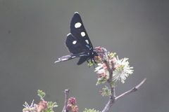 Alypiodes bimaculata