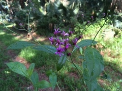 Vernonia gigantea image