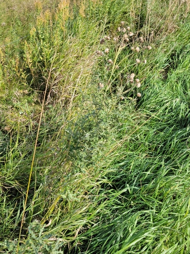 creeping thistle