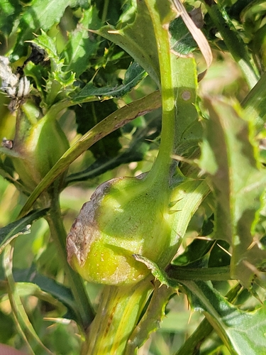 Thistle Stem Gall Fly