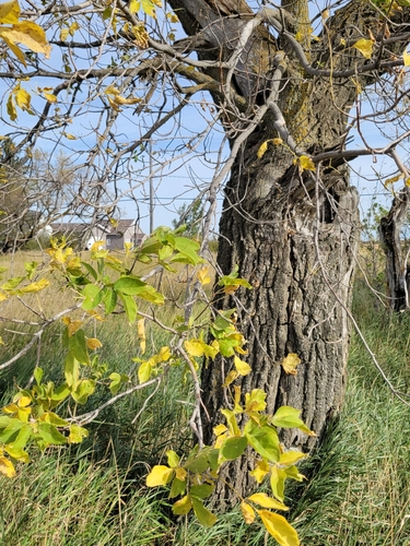 box elder