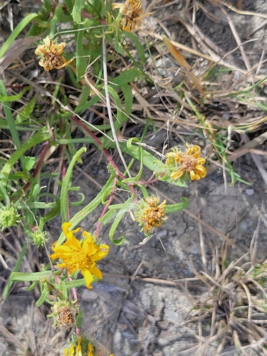 Curlycup Gumweed