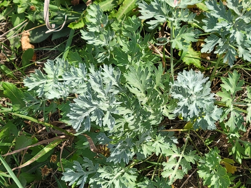 absinthe wormwood