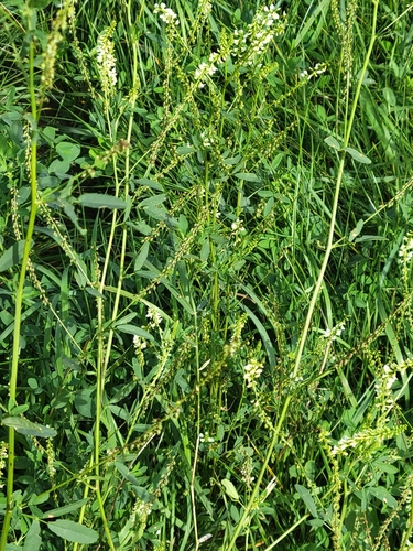 White Sweetclover