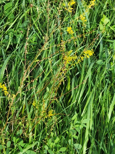 Yellow Sweetclover