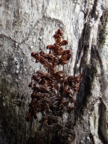 Image of Frullania nisquallensis by no rights reserved