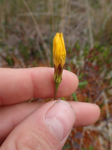 Image of Microseris borealis by no rights reserved