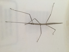 Parabacillus hesperus