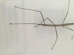 Parabacillus hesperus