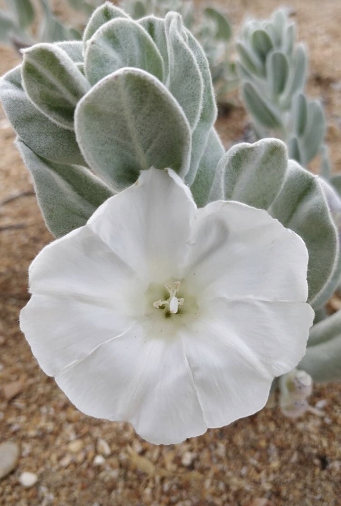 Convolvulus persicus