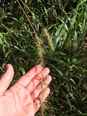 Setaria macrosperma