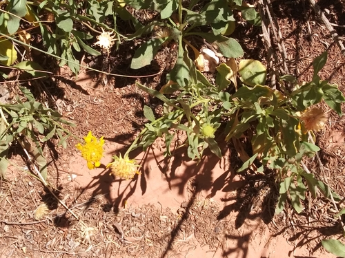 Image of Gaillardia spathulata by (c) runcator, some rights reserved (CC BY)