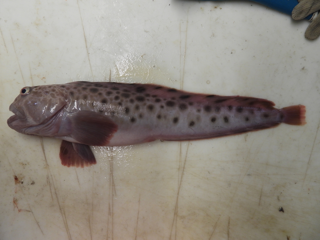 Spotted Catfish